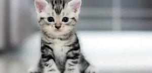 Rüyada Yavru Kedi Anlamı: Bereket