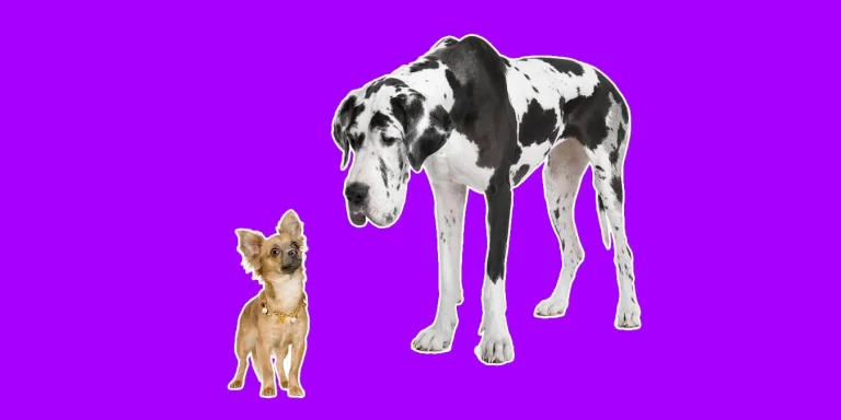 Rüyada Büyük Köpek: Güven, Güç ve Sadakat