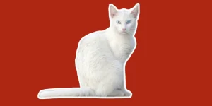 Rüyada Beyaz Kedi Görmek: Temizlik ve Yeni Başlangıçlar