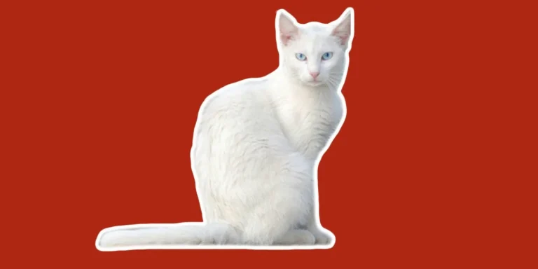 Rüyada Beyaz Kedi Görmek: Temizlik ve Yeni Başlangıçlar