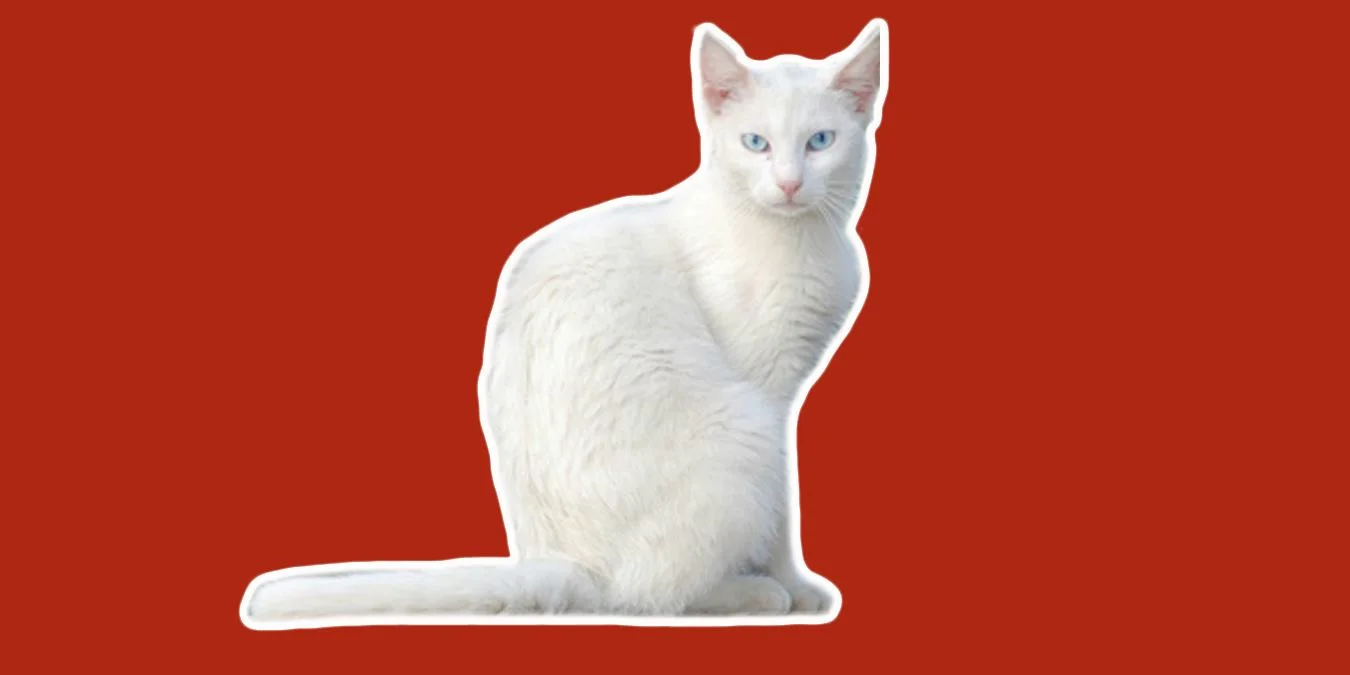 Rüyada Beyaz Kedi Görmek: Temizlik ve Yeni Başlangıçlar