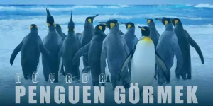 Rüyada Penguen Görmek Ne Anlama Gelir?