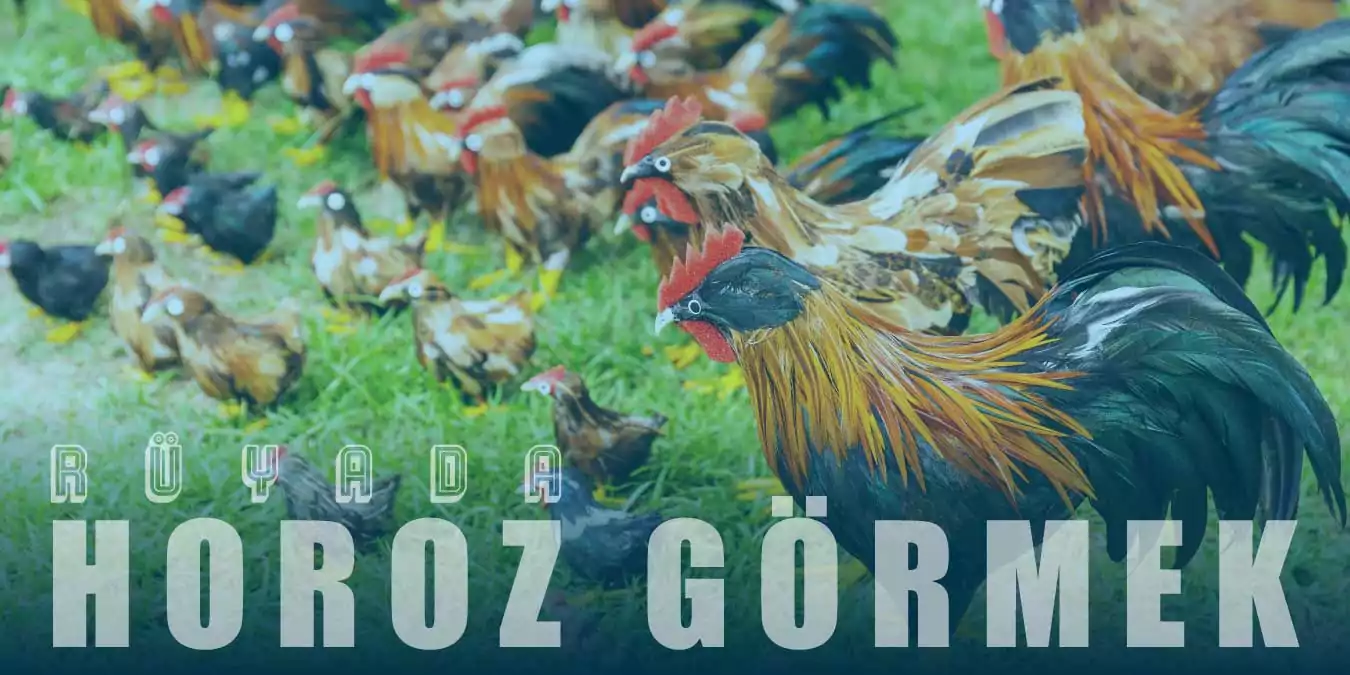 Rüyada Horoz Görmek – Beyaz ve Kırmızı Horoz Ne Demektir?