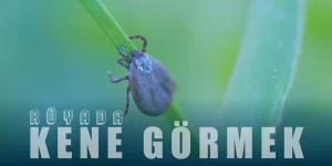 Rüyada Kene Görmek – Kene Yapıştığını Görmenin Tabiri