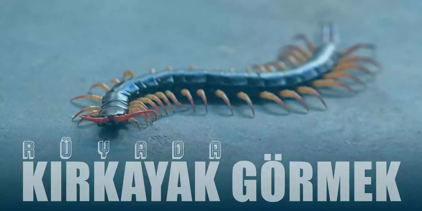 Rüyada Kırkayak Görmek Ne Anlama Gelir?