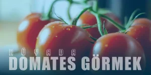 Rüyada Domates Görmek, Yemek Ne Anlama Gelir?
