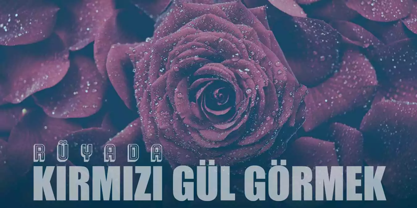 Rüyada Kırmızı Gül Görmek Ne Anlama Gelir?