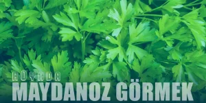 Rüyada Maydanoz Görmek – Maydanoz Tarlası Görmenin Tabiri