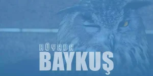 Rüyada Baykuş Görmek Ne Anlama Gelir?