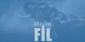 Rüyada Fil Görmek – Beyaz Fil Yavrusu Görmek Ne Demektir?