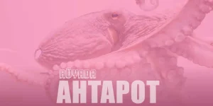 Rüyada Ahtapot Görmek – Denizde Ahtapot Görmenin Anlamı