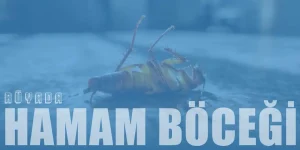 Rüyada Hamam Böceği Görmek Ne Anlama Gelir?
