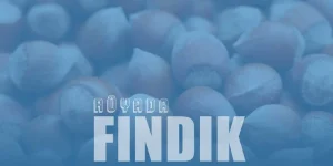 Rüyada Fındık Görmek – Kabuklu Fındık Toplamanın Rüya Tabiri