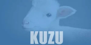 Rüyada Kuzu Görmek Ne Anlama Gelir?