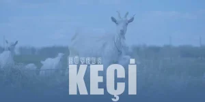 Rüyada Keçi Görmek – Siyah veya Beyaz Keçi Görmek Ne Demek?