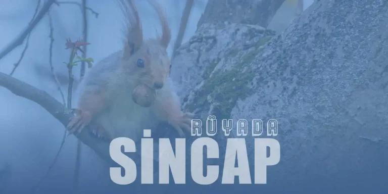 Rüyada Sincap Görmek Ne Anlama Gelir?