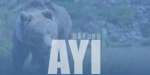 Rüyada Ayı Görmek Ne Anlama Gelir?