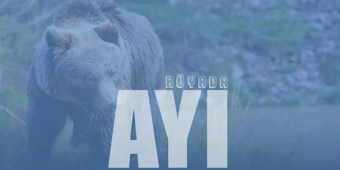 Rüyada Ayı Görmek Ne Anlama Gelir?