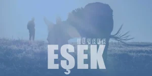 Rüyada Eşek Görmek – Siyah Eşek Görmenin Tabiri Nedir?