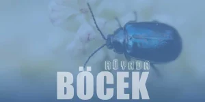 Rüyada Böcek Öldürmek Ne Anlama Gelir?