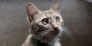 Rüyada Kedi Görmek: Değişimin İşareti